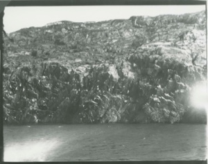 Image of Kittiwake Gull- Breeding Place